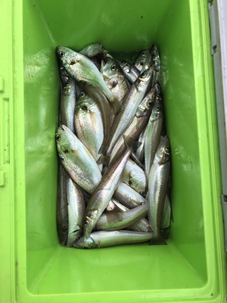 リトルワン 釣果