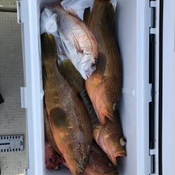 リトルワン 釣果