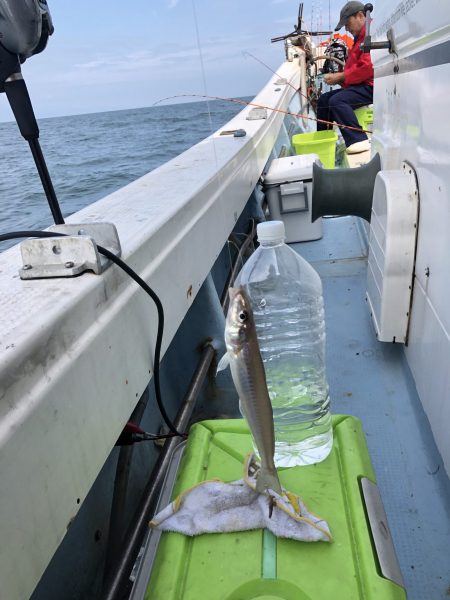 リトルワン 釣果