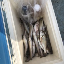 リトルワン 釣果