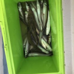 リトルワン 釣果