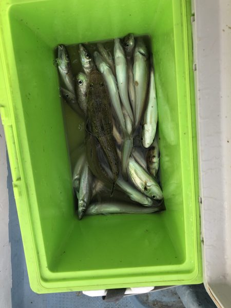 リトルワン 釣果