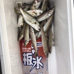 リトルワン 釣果