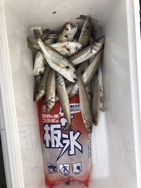 リトルワン 釣果