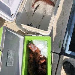 リトルワン 釣果