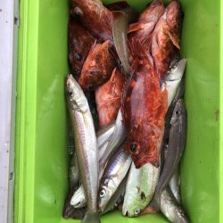 リトルワン 釣果