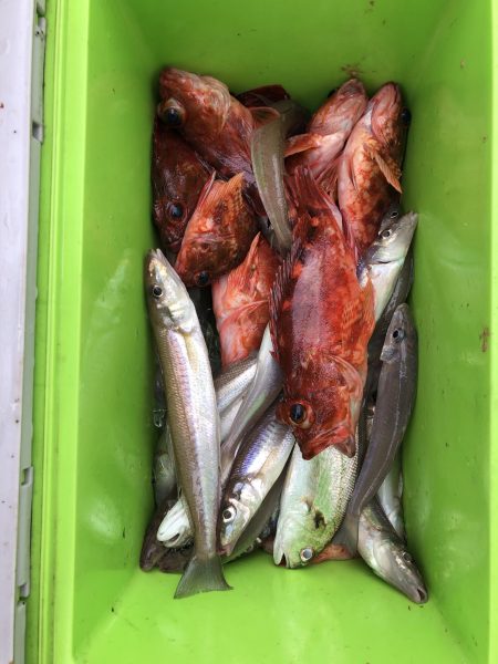 リトルワン 釣果