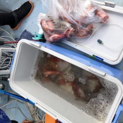 リトルワン 釣果