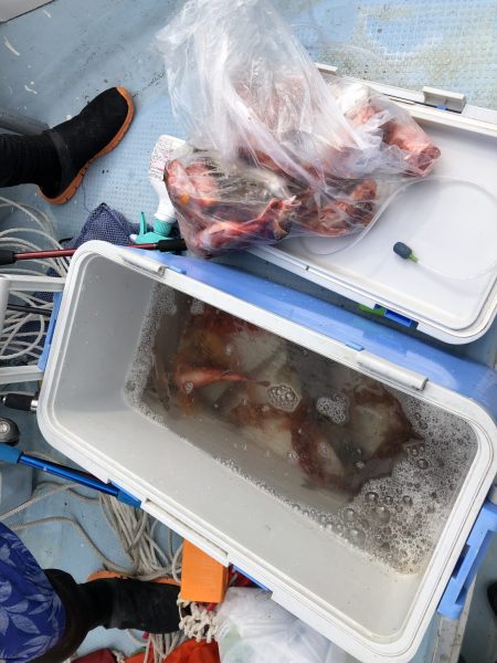 リトルワン 釣果