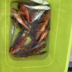 リトルワン 釣果