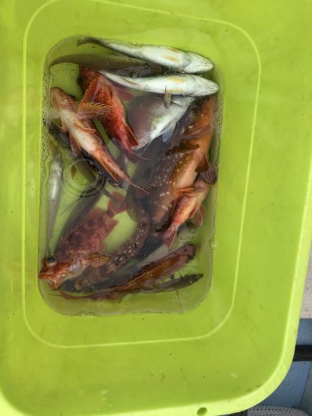 リトルワン 釣果