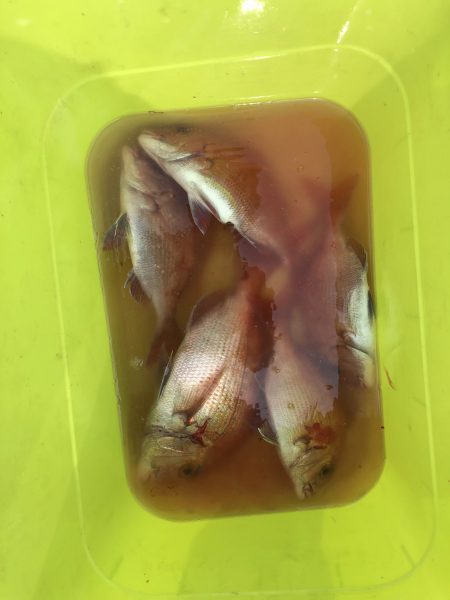 リトルワン 釣果