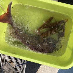 リトルワン 釣果