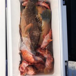 リトルワン 釣果