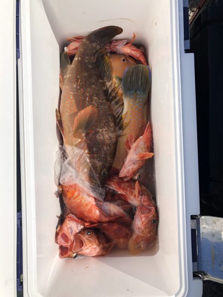 リトルワン 釣果