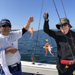 リトルワン 釣果