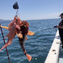 リトルワン 釣果