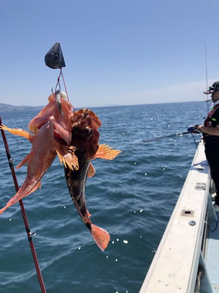 リトルワン 釣果