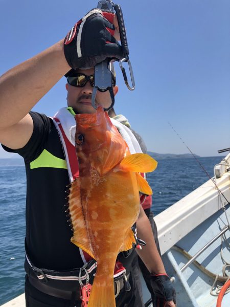 リトルワン 釣果