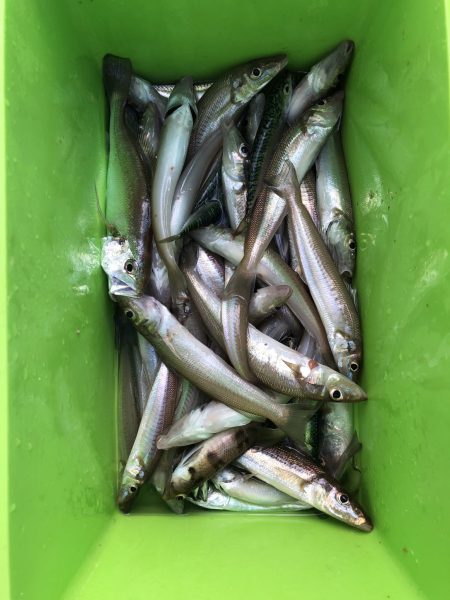 リトルワン 釣果