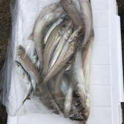 リトルワン 釣果