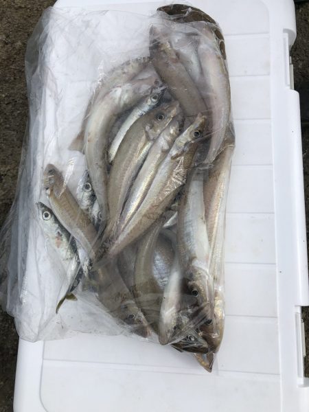 リトルワン 釣果