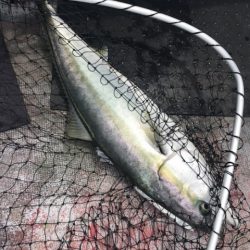 たいし丸 釣果