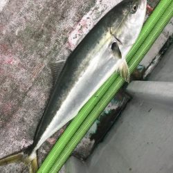 たいし丸 釣果