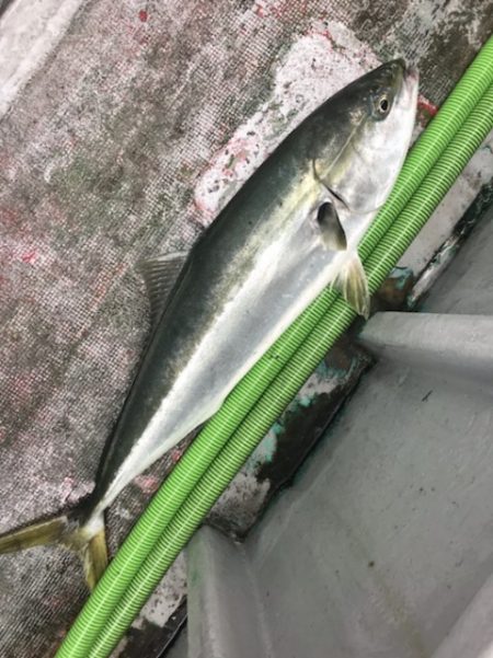 たいし丸 釣果