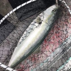 たいし丸 釣果