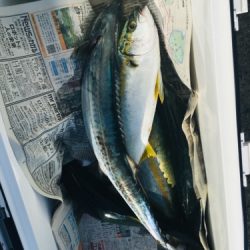 シーモンキー 釣果