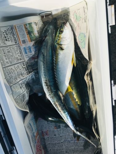 シーモンキー 釣果