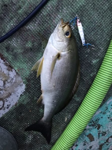 たいし丸 釣果
