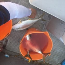 シーモンキー 釣果