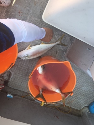 シーモンキー 釣果