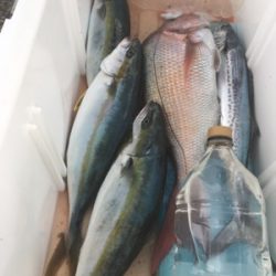 シーモンキー 釣果