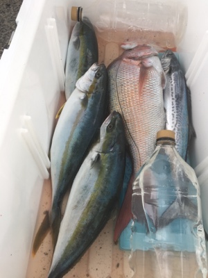 シーモンキー 釣果