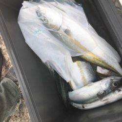 シーモンキー 釣果