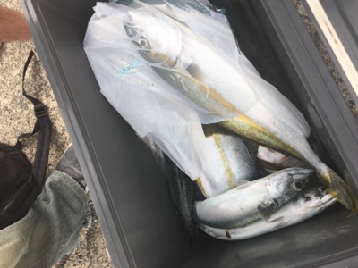 シーモンキー 釣果