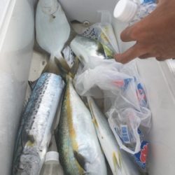 シーモンキー 釣果