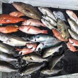 たいし丸 釣果