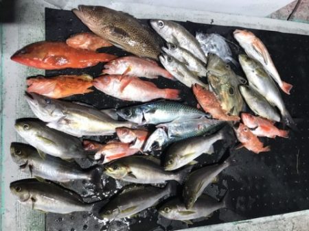 たいし丸 釣果