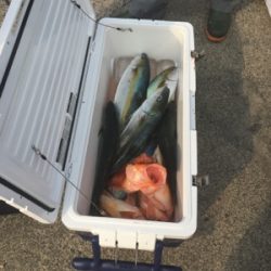 シーモンキー 釣果