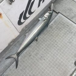 シーモンキー 釣果