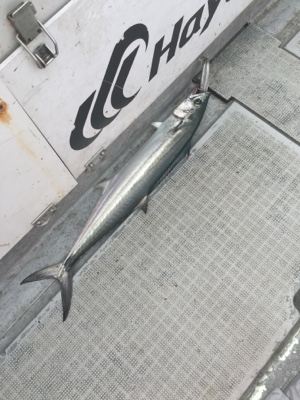 シーモンキー 釣果