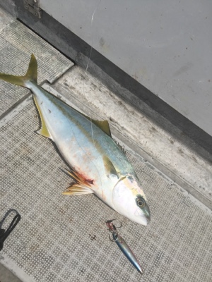 シーモンキー 釣果