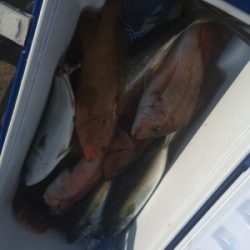 シーモンキー 釣果