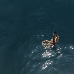 シーモンキー 釣果