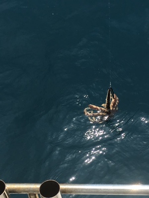 シーモンキー 釣果