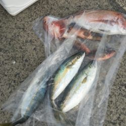 シーモンキー 釣果